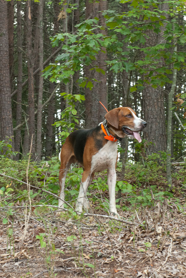 FH_20110905_059: hounds, Photo by Elena