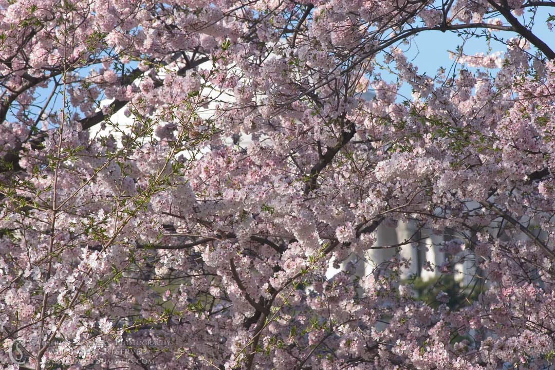 Cherry Blossoms and Jefferson Memorial: Washington, DC