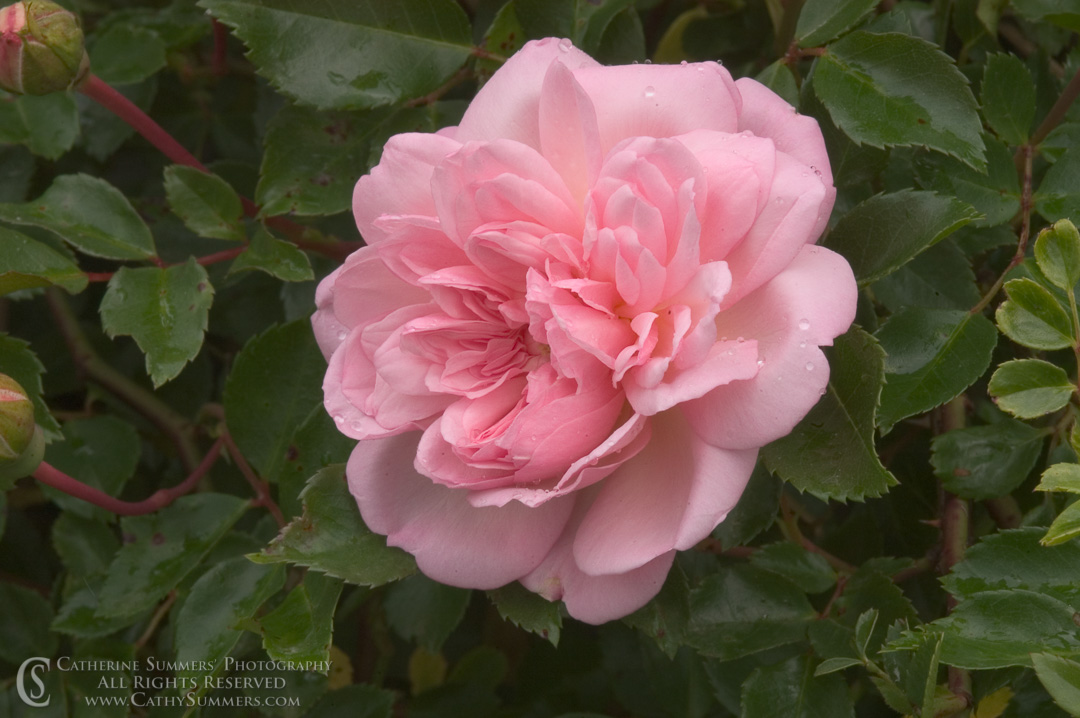 Pink Rose #3: Virginia
