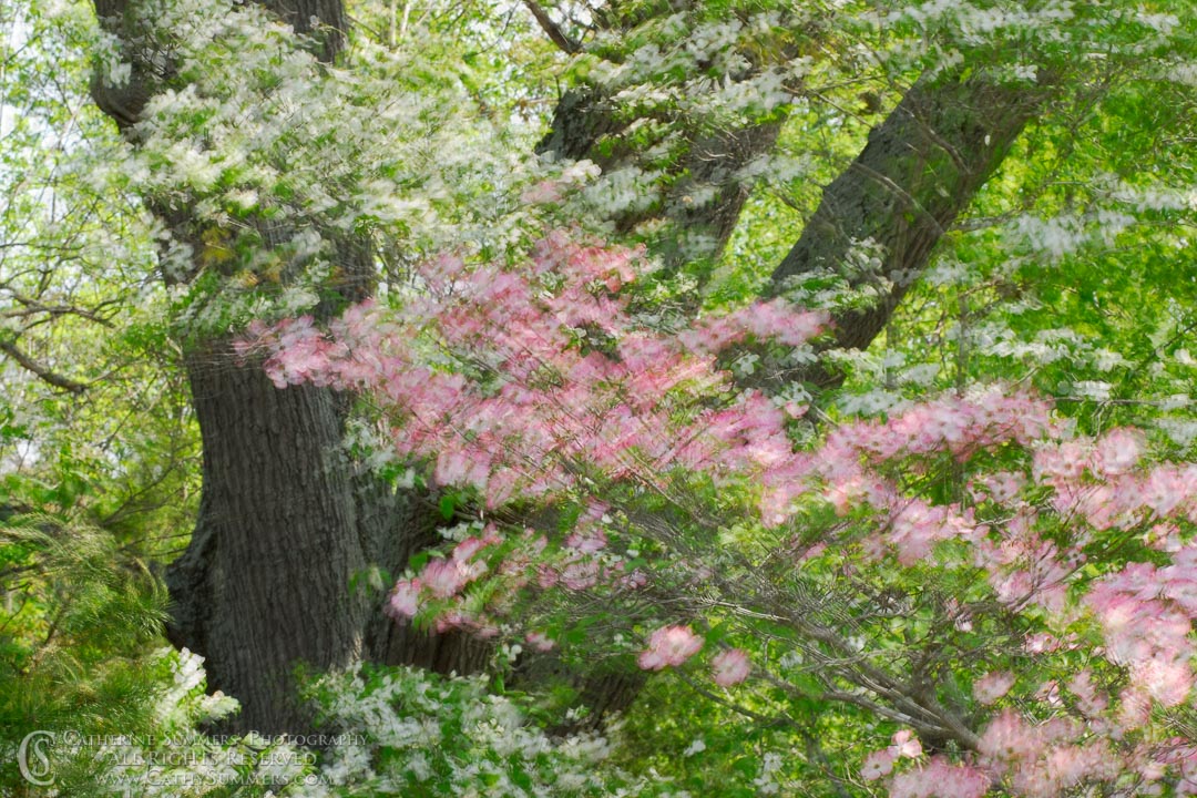 Dogwood Trees in the Wind #2: Albemarle County, Virginia
