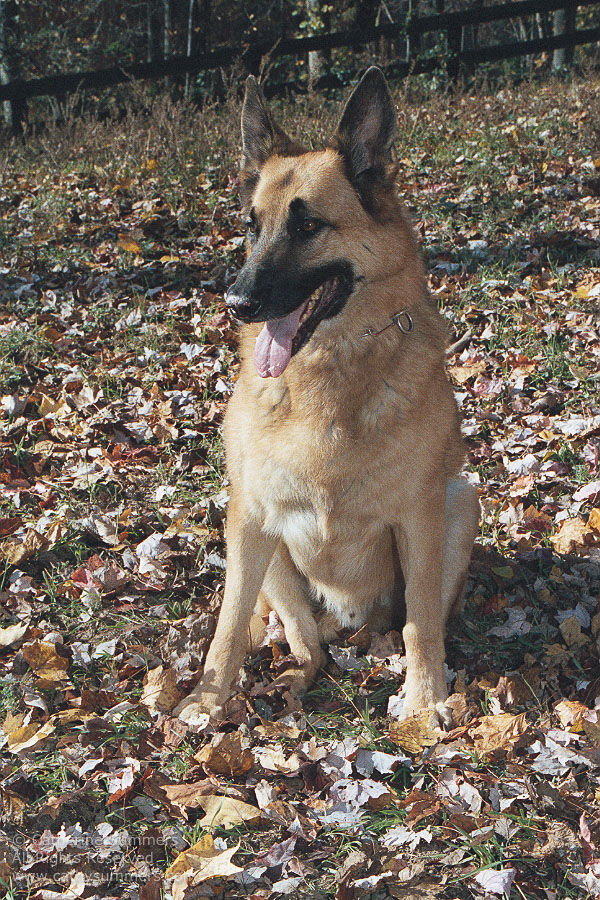 Rusty_01: autumn, portraits, dogs, German Shephard